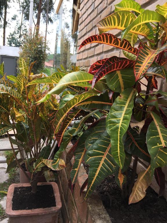 "Bambu Sierra" Cozzy Ecological Lofts Apartment Cuenca Bagian luar foto